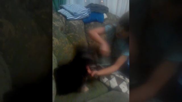 Уход за собакой Йорк!!! смотреть онлайн