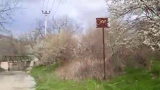 По дороге от остановки к ЖК Холидей Хаус Сукко цветет алыча смотреть онлайн