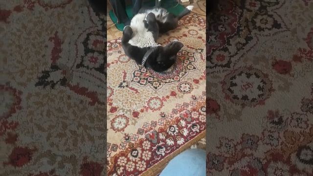 Алабай Джекки. Алабай в доме. #байкал #живем #животные #жизньвдеревне #козоводство #миниферма смотреть онлайн