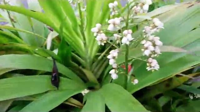 Xiphidium Caeruleum - Haemodoraceae - flower plant native to Mexico & Brazil смотреть онлайн