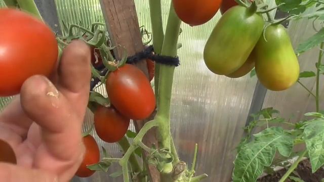ТОМАТ ГРАНАТОВАЯ КАПЛЯ. ОБЗОР. Ольга Чернова. смотреть онлайн