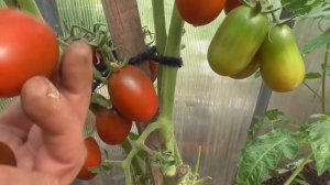 ТОМАТ ГРАНАТОВАЯ КАПЛЯ. ОБЗОР. Ольга Чернова.