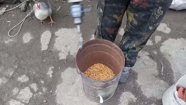 Очистка кукурузи с помощью трубы с саморезами и дрели смотреть онлайн