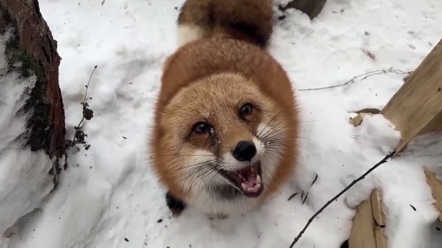 Ли Сяо / Alice the Fox Лиса Алиса (О содержании Лис в неволе!!) смотреть онлайн