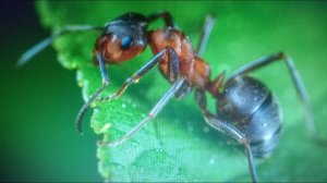 Как избавиться от муравьев в саду и тли на деревьях