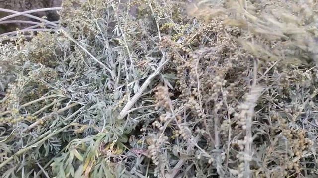 Полынь трава от куриных блох и вшей. смотреть онлайн