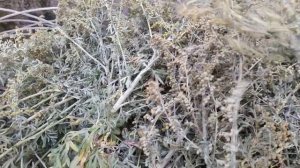 Полынь трава от куриных блох и вшей.