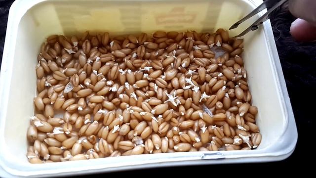 ? Трава для кота. Какую травку можно давать есть. Как прорастить/посадить пшеницу кошке. Зачем смотреть онлайн