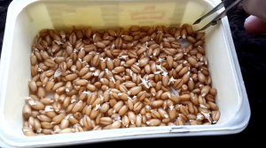 ? Трава для кота. Какую травку можно давать есть. Как прорастить/посадить пшеницу кошке. Зачем