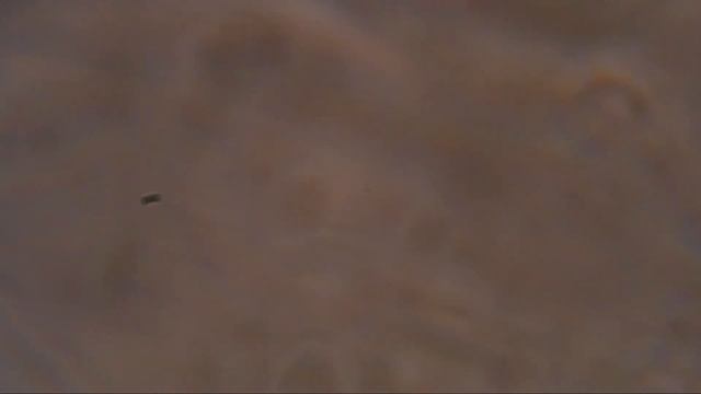 76 2 Seilwurm mit Vitamin D. Рост колоний верёвочного червя с витамином Д, активный рост. смотреть онлайн