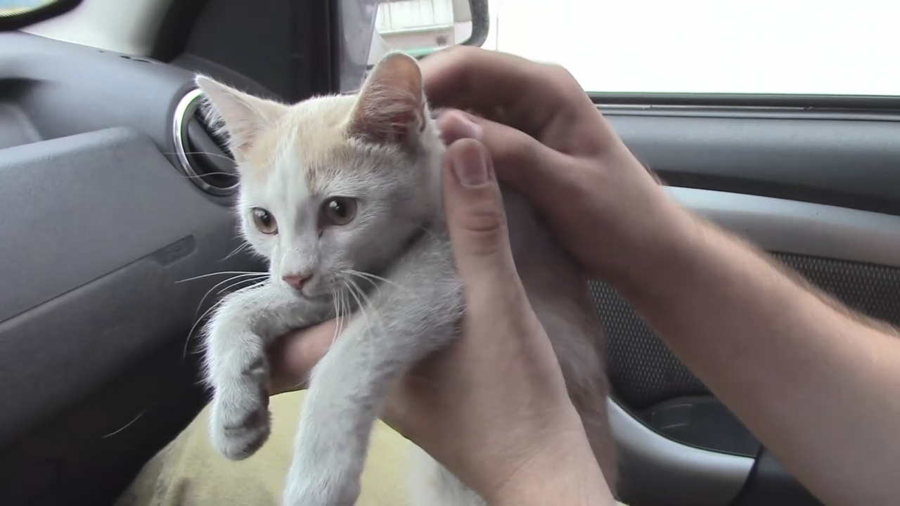 Котёнка скинули в мусоропровод...