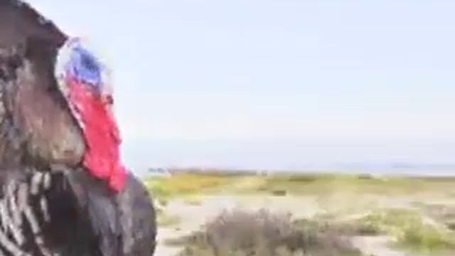 Norman Foote - Ode to the Christmas Turkey смотреть онлайн