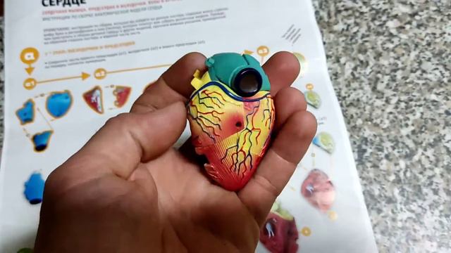 Анатомическая модель человека сборка сердца смотреть онлайн