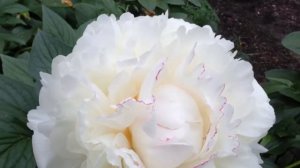 Peony Mary E Nicholls - www.peonyshop.com