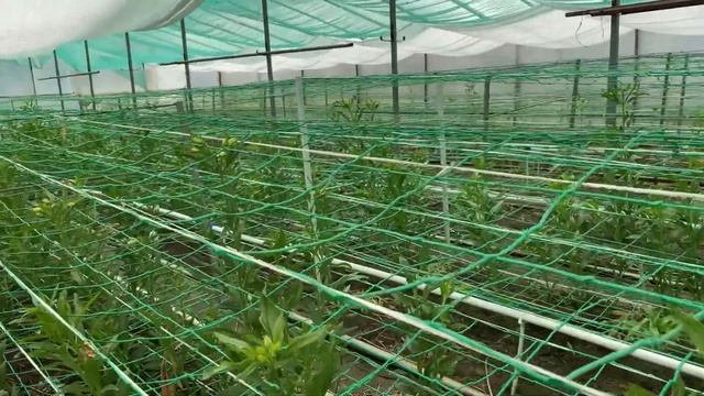 ПРОИЗВОДСТВО АЛЬСТРОМЕРИИ