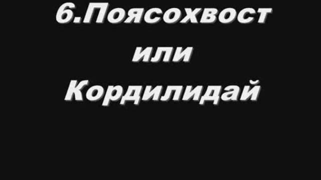 Копия видео Самые необычные и фантастические животные планеты смотреть онлайн