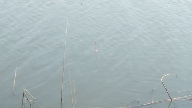 2 мая 2023 г. Сезон открыт. Первый рыб пойман. смотреть онлайн