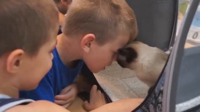 Той боб в Добродее 2017 смотреть онлайн