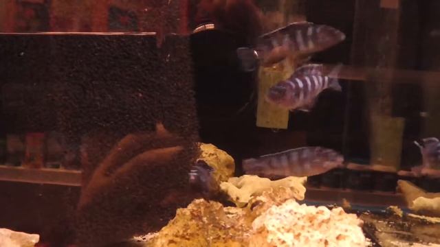 цены на аквариумных рыбок, Псевдотрофеус демасони Pseudotropheus demasoni смотреть онлайн