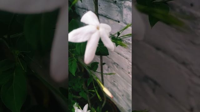 jasminum grandiflorum# white flowers#pottedgarden#gardeningis my therapy# shorts video# my garden ? смотреть онлайн