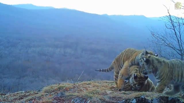 Четыре тигренка попали на видео в нацпарке «Земля леопарда» в Приморском крае смотреть онлайн