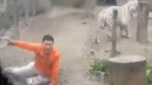 Horrific Moment Chinese Worker Mauled By White Tiger After Offering HIMSELF!!!