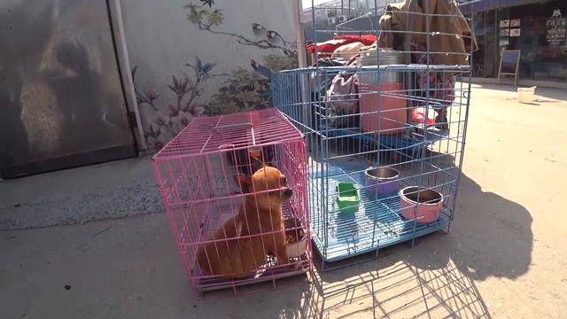 Рынок цветов, животных, птиц и рыб в Китае смотреть онлайн