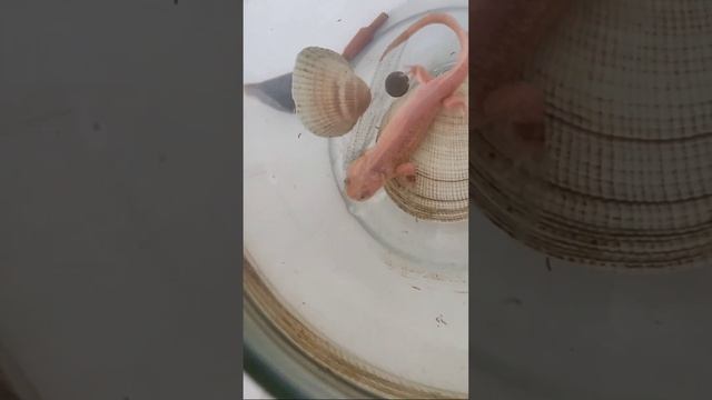 Ешь все что ты хочешь ? #тритон #рыба #аквариум #еда #хочу #вода #животные #юмор #world #shorts смотреть онлайн