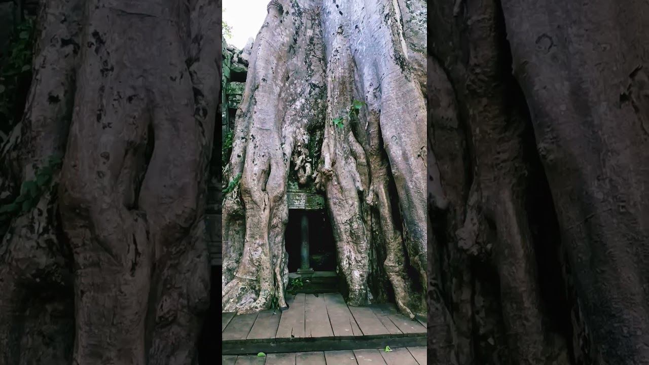 Та Пром - утро в храме #Камбоджа смотреть онлайн