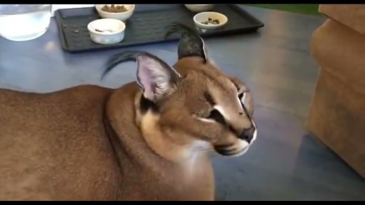 Big Floppa Says Uh смотреть онлайн