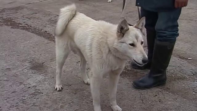 Выставка охотничьих собак смотреть онлайн
