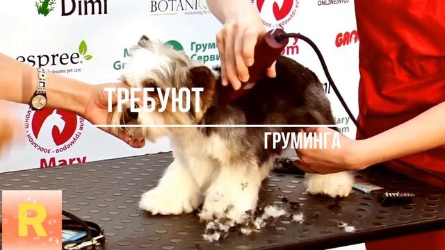 Бивер йоркширский терьер: характер, уход и особенности смотреть онлайн