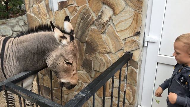 Зеброослик Телеграф подзывает посетителей) Тайган Zebra-Donkey Telegraph beckons visitors) Taigan смотреть онлайн