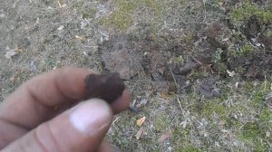 Первый коп.Металлоискатель Garrett ACE 150.Коп в лесу.