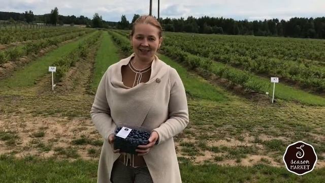 SeasonMarket в гостях на голубичнике в Клинском районе смотреть онлайн