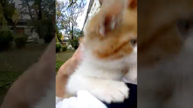 Котик на территории школы! смотреть онлайн