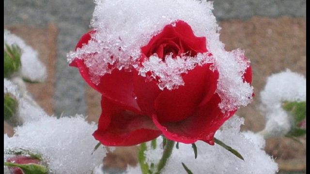 Гарик Сукачев - Tombe la neige смотреть онлайн