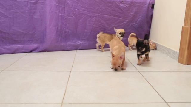 Apirina Mexikano Graciya, Germiona, Gerald, Glier 260115 смотреть онлайн