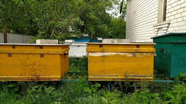 Звуки природы/ Жужжание пчелы исцеляет и излечивает от многих болезней/Sounds Of Nature/Relax/#4