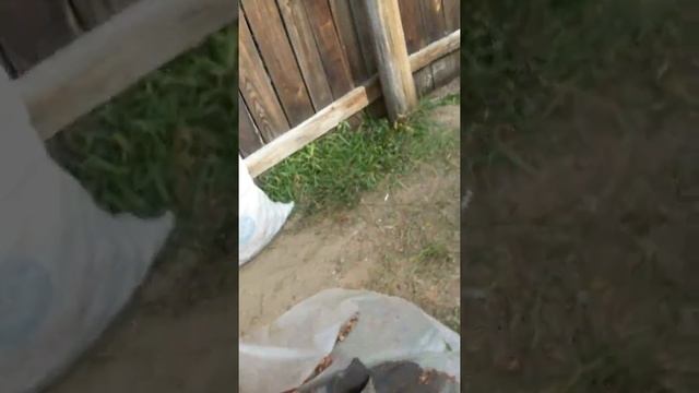 Механическая очистка кедровой шишки смотреть онлайн