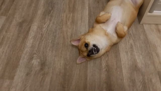 БАКСИК КУСНУЛБАЛБЕС