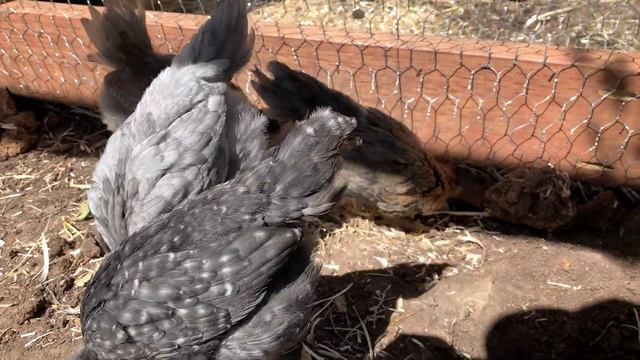 Ameraucana: Chicken Breed Progression of Chick to Adult - 5-weeks old смотреть онлайн