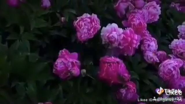 -🌷песню хочу очень»🌸 смотреть онлайн