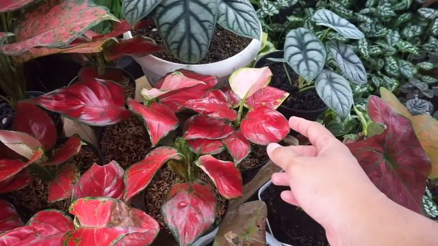 VINCA DI KIOS INI PALING CEPET HABIS! KIOS DAHLIA INDAH, PONOROGO смотреть онлайн