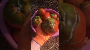 Крупноплодные томаты Клубничный десерт // Обзор сортов овощей