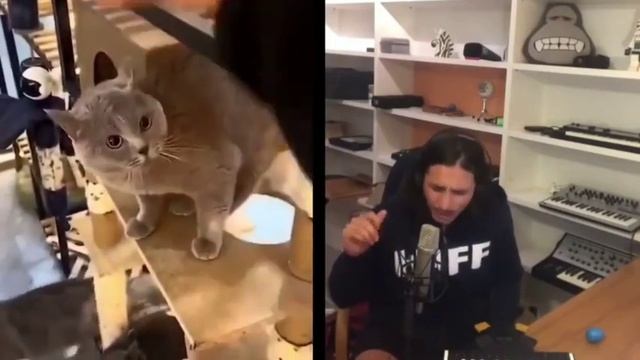 Кошка поет, лака лака лааа смотреть онлайн