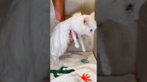 Спа для котика!