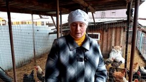 Леггорн Далматинец - порода с высокой яйценоскостью.