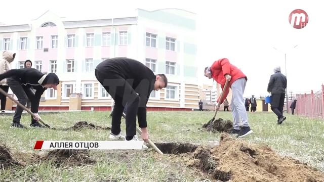 Три сотни деревьев высадили на Аллее отцов у школы №63 смотреть онлайн