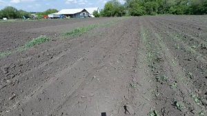 Трактор Т-16 с ротационным культиватором для картофеля